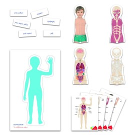 THE HUMAN BODY