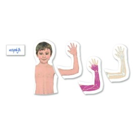 THE HUMAN BODY